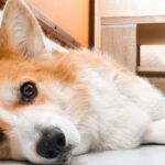 pet insurance hereditary conditions