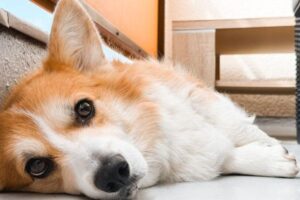 Pet Insurance for Hereditary Conditions: What Coverage Includes