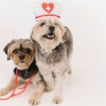 switching pet insurance providers