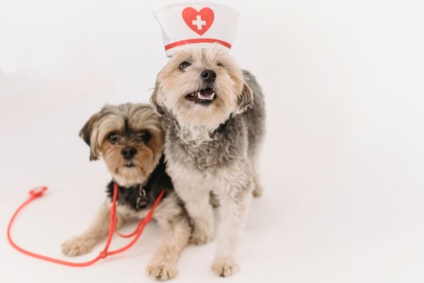 switching pet insurance providers
